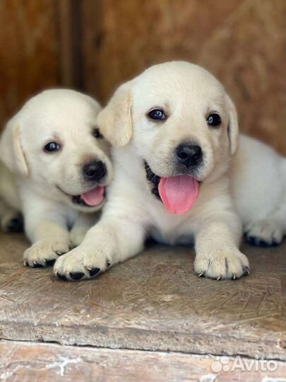 Щенки лабрадора
