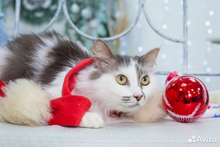 Кошка Снежана