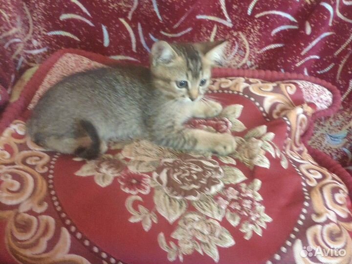 Британские котята