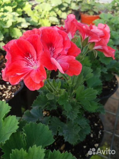 Королевская пеларгония