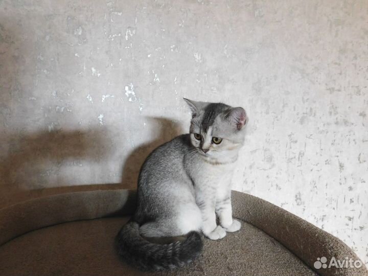 Шотландские котята