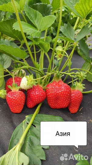 Азия саженцы клубники земляники крупноплодной