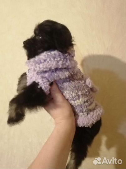 Одежда для собак