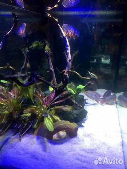 Аквариум