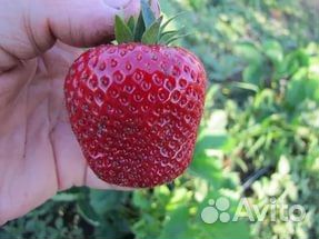 Садовая клубника Мице Шиндлер