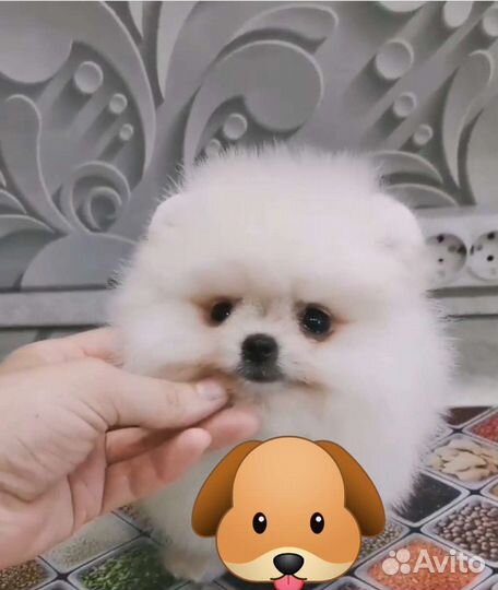 Вязка шпиц