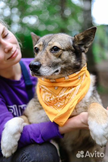 Собака в добрые руки