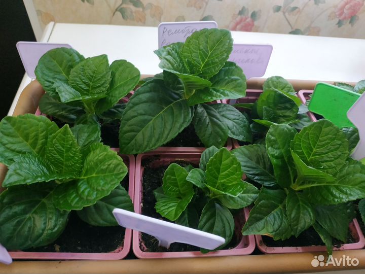 Черенки крупнолистной гортензии