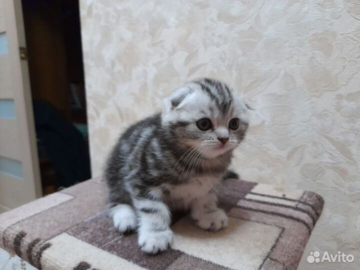 Шотландская вислоухая