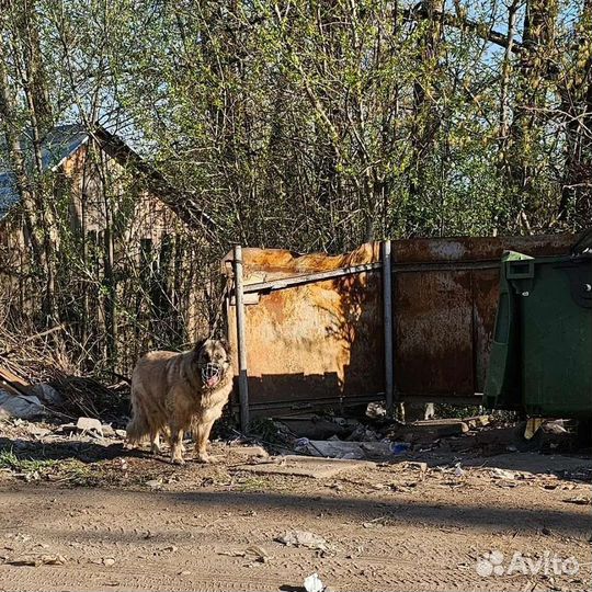 Собака ищет новый дом