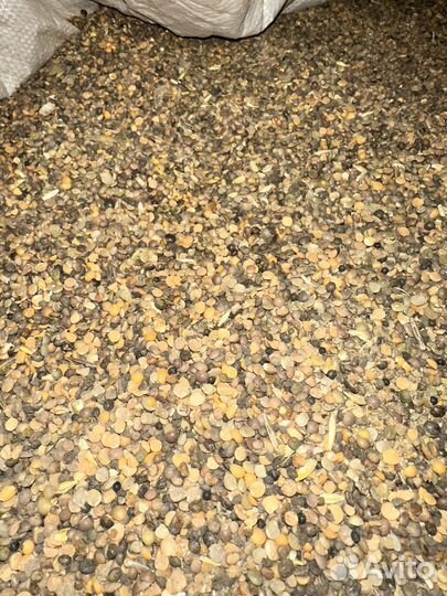 Вика яровая