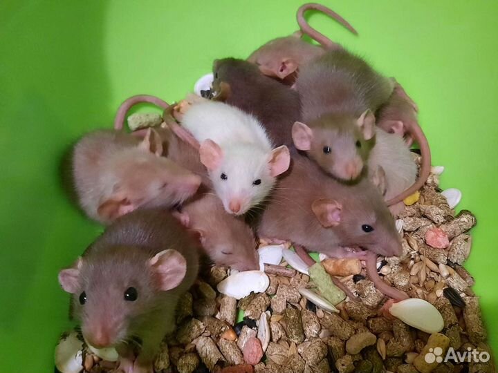 Крысы. Крысята. Питомник Дамбо