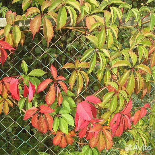 Девичий виноград