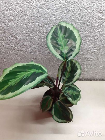 Калатея Марион