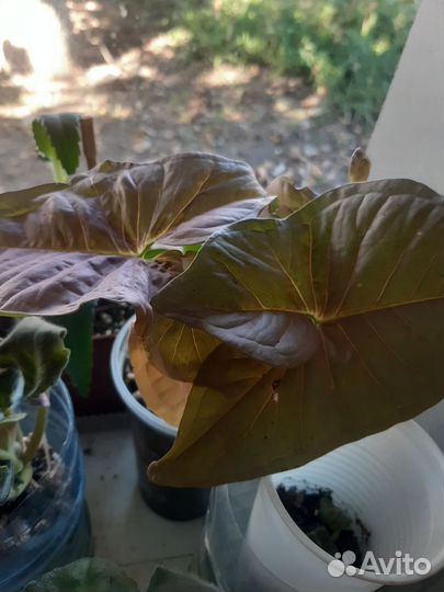 Продам цветы