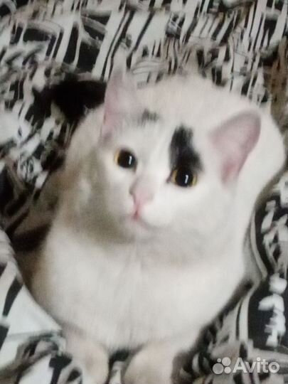 Кот