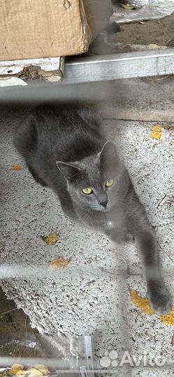 Русский голубой котик