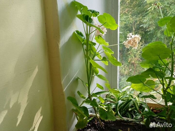 Пеларгония герань белая, ярко и нежно розовая