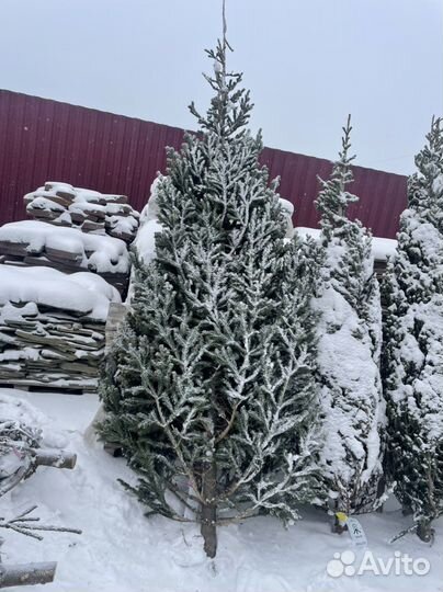 Пихта новогодняя (опт, розница) предзаказ