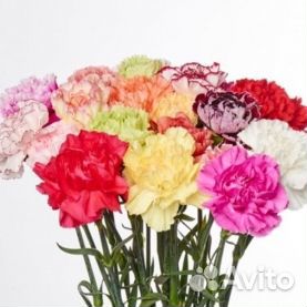 Гвоздика однобутонная оптом