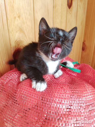 Котята