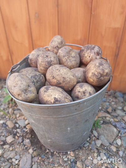 Продам картофель