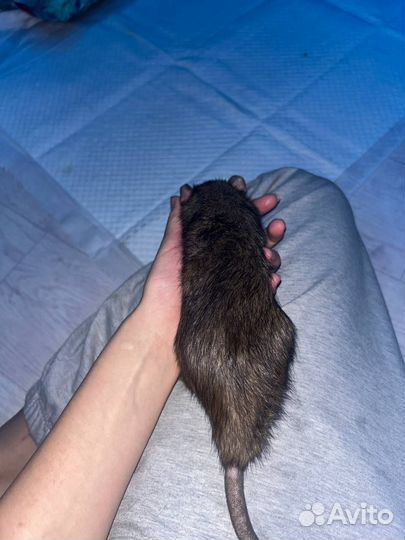 Крысы домашние