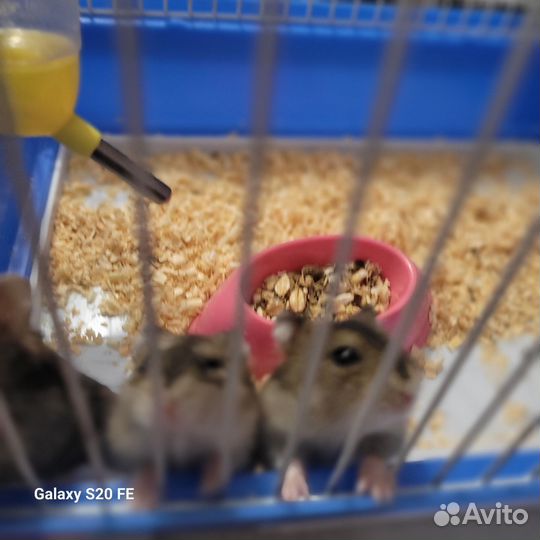 Джунгарские хомяки девочки, мальчики