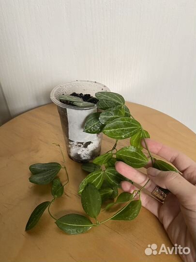Хойи и дисхидии