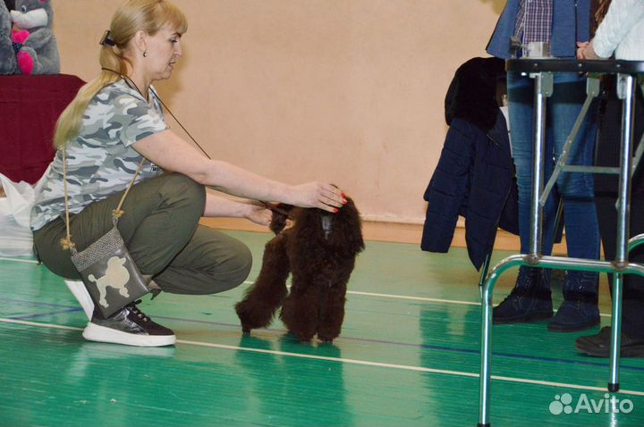 Жених шоколад