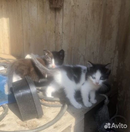 SOS объявление шанс на жизнь для котят 1 месяц