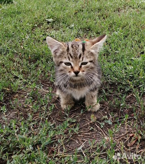 Котята в добрые руки бесплатно