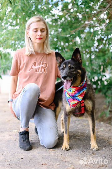 Спасите собаку из приюта