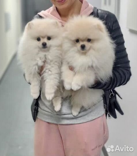 Померанский шпиц