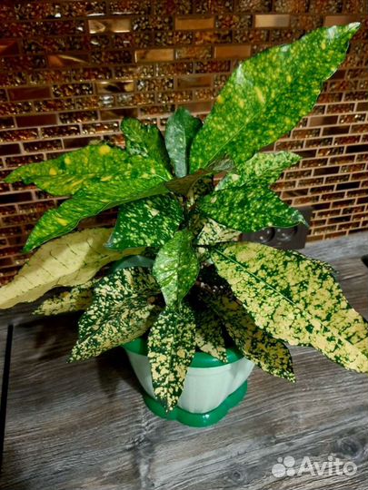 Кодиеум, Кротон 