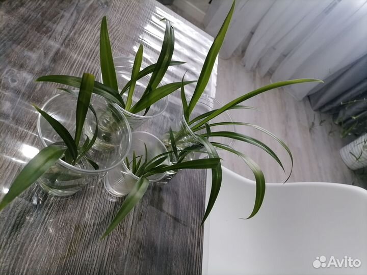 Хлорофитум