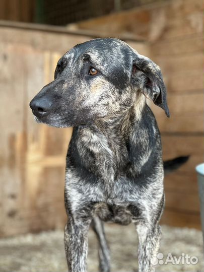 Собака из приюта