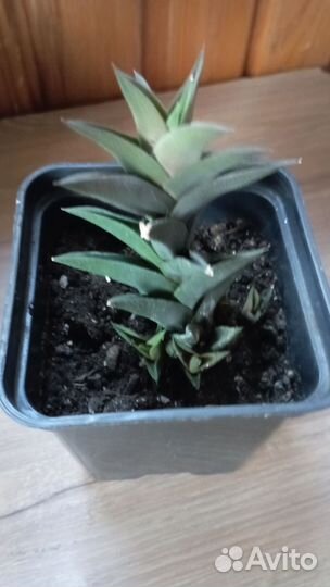 Кактусы и суккуленты