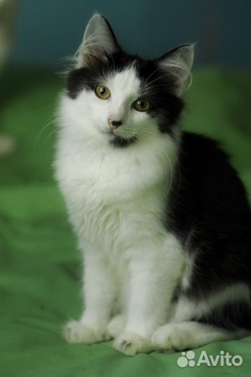 Котенок Амур в добрые руки