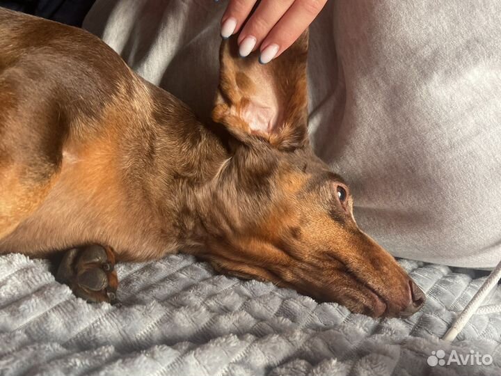 Вязка Такса мраморная миниатюрка (кобель)