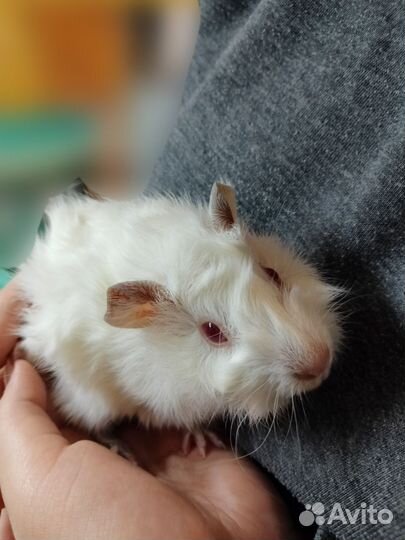 Морская свинка