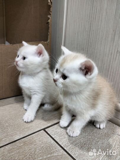 Шотландские котята