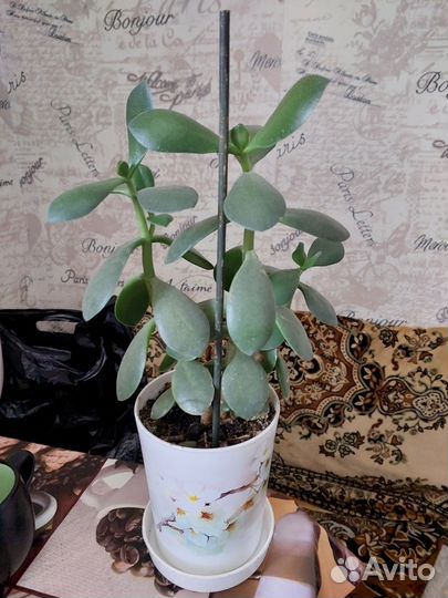 Комнатные цветы