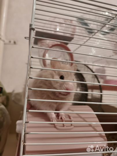 Сирийский хомяк с клеткой