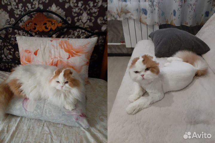 Услуги грумера, груминг, стрижка собак и кошек