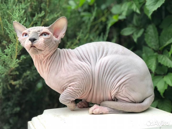 Канадский сфинкс