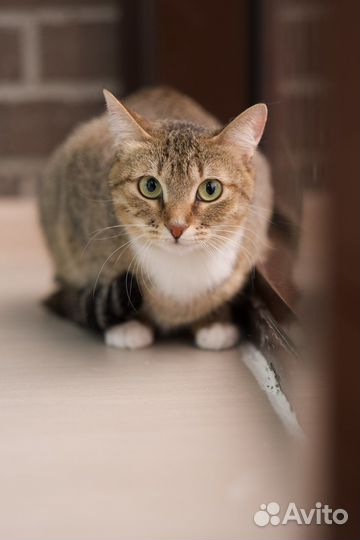 Зайка Стеша (кошка)