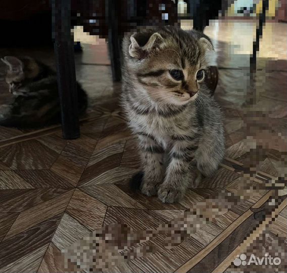 Котята
