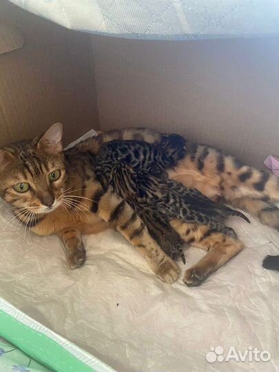 Бенгальский кот вязка