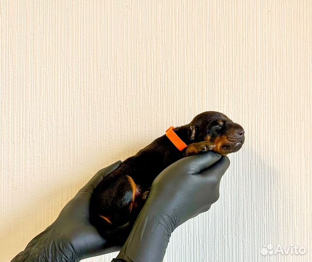 Доберман щенки